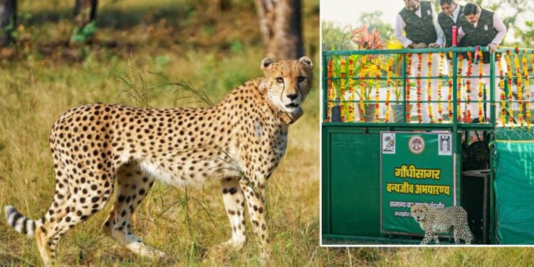 राधाष्टमी पर गांधी सागर में उतरी मादा चीता ‘राधा’… CM मोहन यादव ने कूनो के बाद दूसरे घर में रिलीज किया चीता