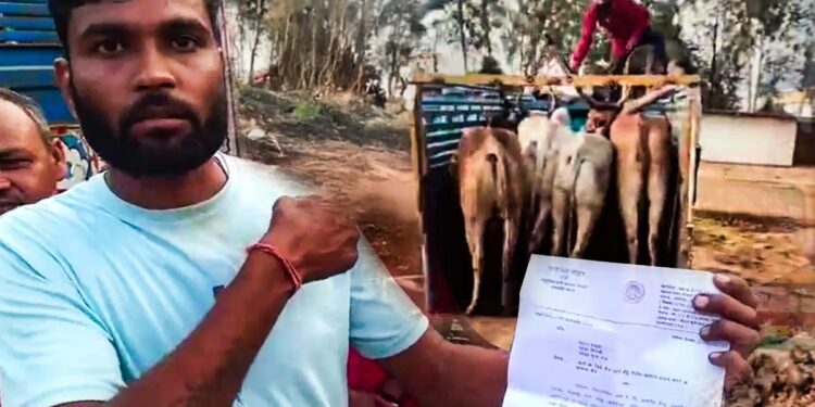 10 बैल खरीदकर लौट रहे थे आदिवासी किसान, रास्ते में गौसेवकों ने रोककर करा दी FIR, जानें पूरा मामला