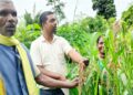 हाइब्रिड के दौर में सहेजी देसी अनाज की विरासत… मध्य प्रदेश के इन किसानों ने बनाया अनूठा ‘बीज बैंक’