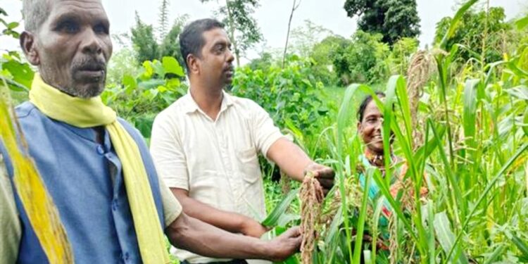 हाइब्रिड के दौर में सहेजी देसी अनाज की विरासत… मध्य प्रदेश के इन किसानों ने बनाया अनूठा ‘बीज बैंक’