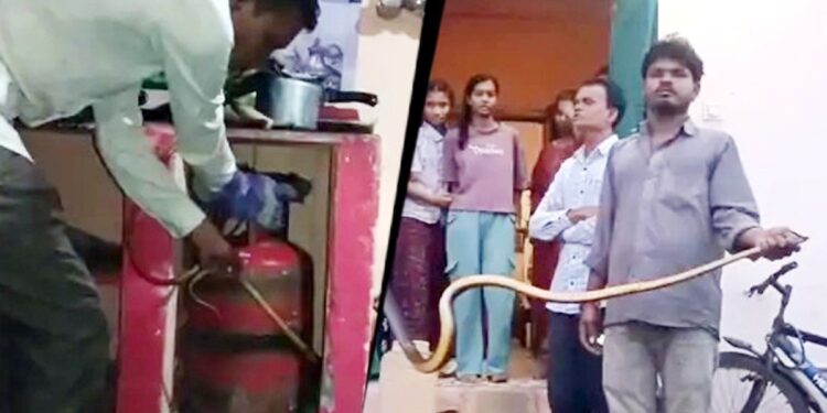 सुबह-सुबह चाय बनाने किचन में पहुंची महिला, अचानक गैस सिलेंडर के पीछे दिखा ‘घोड़ा पछाड़’, कांप गई रूह