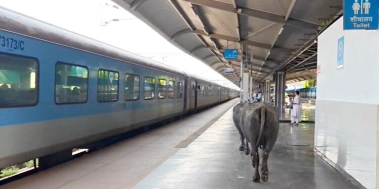 ₹450 करोड़ का स्टेशन, एयरपोर्ट जैसे इंतजाम… और प्लेटफॉर्म पर गोबर कर रहीं भैंसें! भोपाल के रानी कमलापति स्टेशन का वीडियो