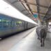 ₹450 करोड़ का स्टेशन, एयरपोर्ट जैसे इंतजाम… और प्लेटफॉर्म पर गोबर कर रहीं भैंसें! भोपाल के रानी कमलापति स्टेशन का वीडियो