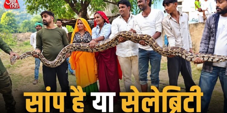 सांप है या सेलेब्रिटी! गांव में 15 फीट का अजगर निकला तो सेल्फी लेने की लग गई होड़, 5 लोगों ने मिलकर जंगल में छोड़ा