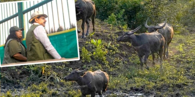 चीतों के बाद अब MP में जंगली भैंसों की वापसी… असम से लाए गए, मुख्यमंत्री ने कान्हा टाइगर रिजर्व में छोड़े