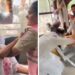 बस में पकड़े एक-दूसरे के बाल, फिर जमकर थप्पड़बाजी… NSUI कार्यकर्ता और पुलिस में मारपीट का VIDEO