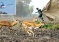 5 फीट की ऊंचाई पर उड़ रहे हेलीकॉप्टर… बड़े पर्दों की मदद से सीधे ट्रकों में पहुंच रहे हिरण; कैसे हुआ ‘लो लेवल फ्लाइंग’ से अनूठा रेस्क्यू?