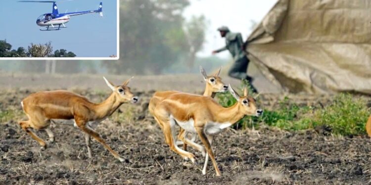 5 फीट की ऊंचाई पर उड़ रहे हेलीकॉप्टर… बड़े पर्दों की मदद से सीधे ट्रकों में पहुंच रहे हिरण; कैसे हुआ ‘लो लेवल फ्लाइंग’ से अनूठा रेस्क्यू?