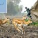 5 फीट की ऊंचाई पर उड़ रहे हेलीकॉप्टर… बड़े पर्दों की मदद से सीधे ट्रकों में पहुंच रहे हिरण; कैसे हुआ ‘लो लेवल फ्लाइंग’ से अनूठा रेस्क्यू?